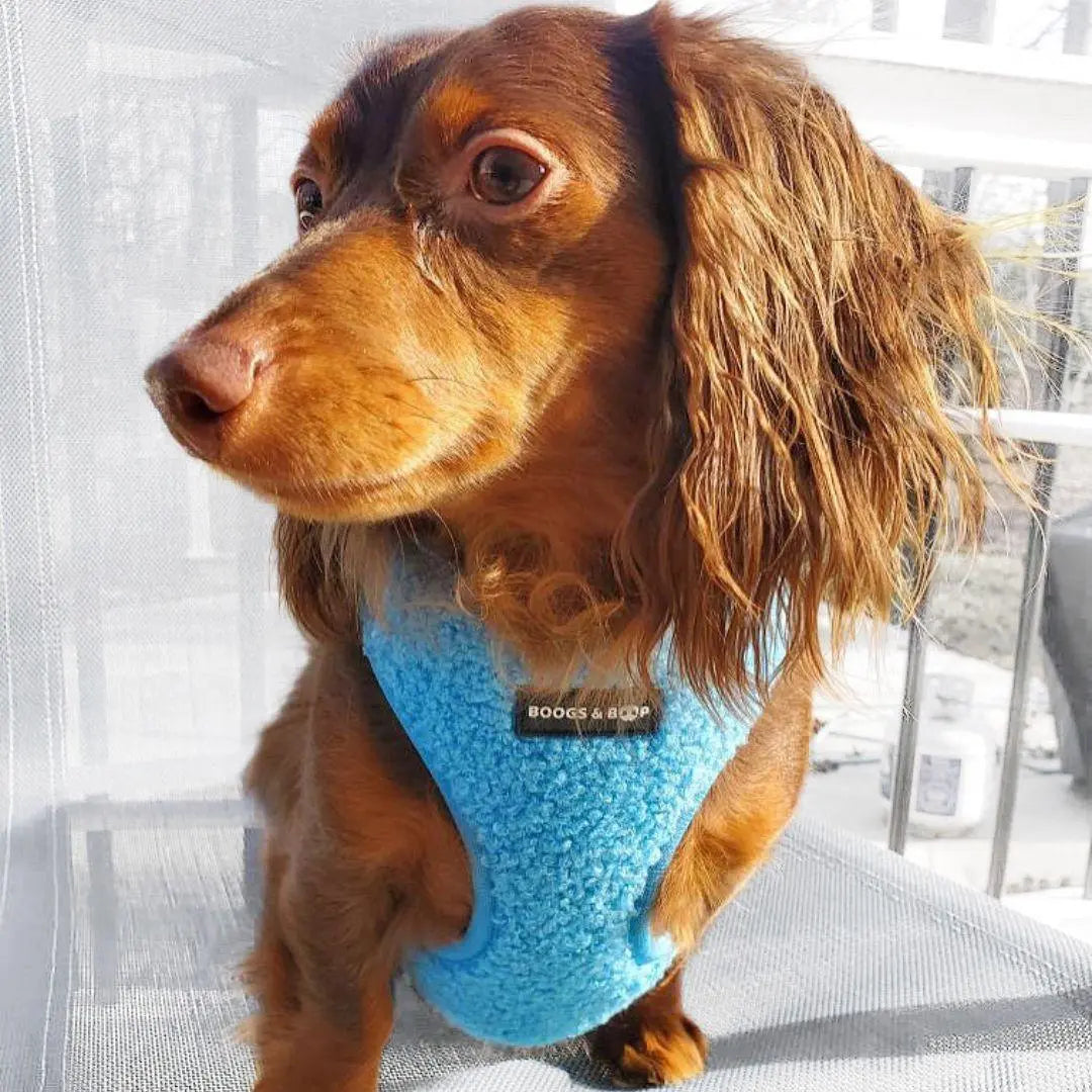 Adjustable Electric Blue Teddy Fabric Dog Harness