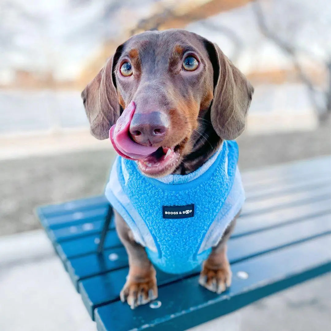 Adjustable Electric Blue Teddy Fabric Dog Harness